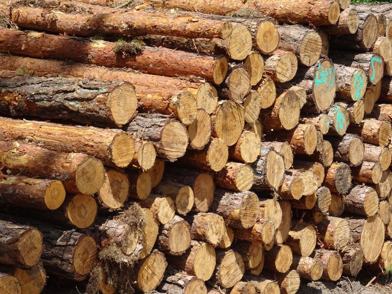 A stack of cut logs