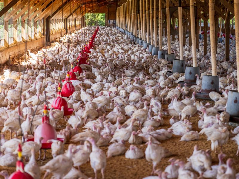 Turkeys in a naturally lit poultry barn