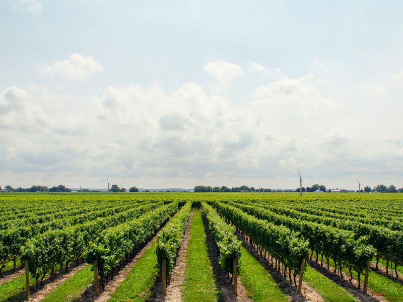 Vineyard rows under a wide sky